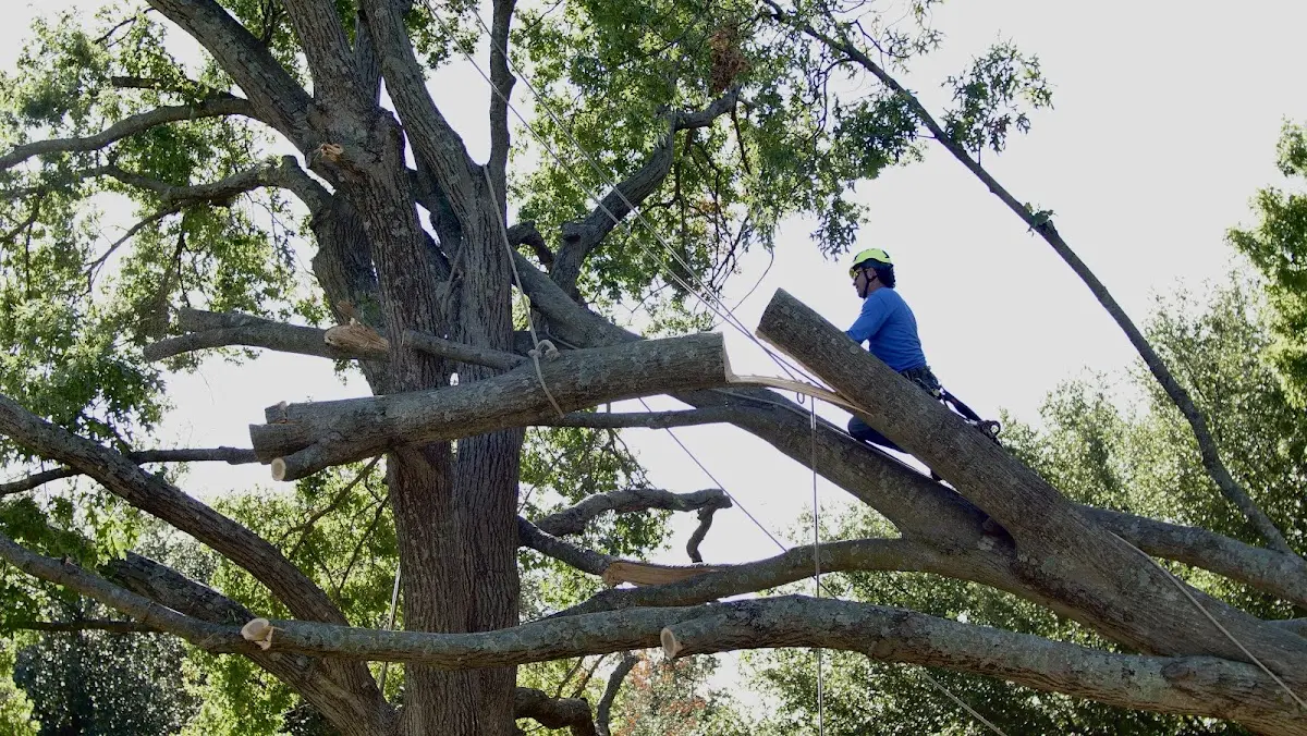 Professional Crown Thinning performed by certified arborists in Mineral Point