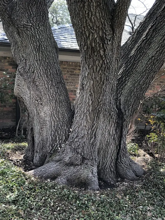 Mature heritage tree close to a Mineral Point property cared for by certified arborists